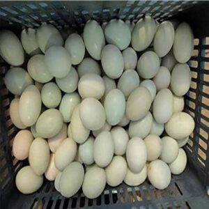 Lavatrice Elettrica per Uova BsxiouY, macchina automatica per la pulizia di uova di gallina, anatra e d'oca